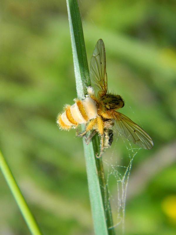 Cosa  successo? Ditteri colpiti da Entomophthora muscae